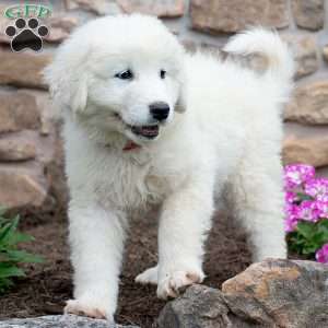 LACY, Maremma Sheepdog Puppy